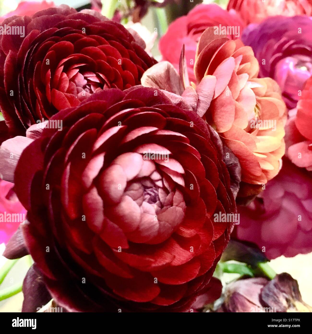 Magenta Ranunculus Ranunculus magenta flower hi-res stock photography and images - Alamy