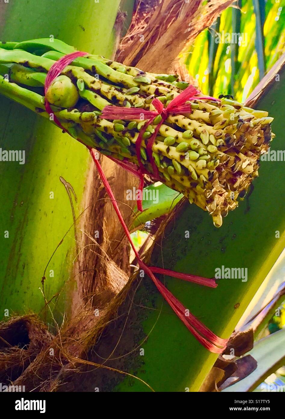 Coconut Palm Flower High Resolution Stock Photography and Images Alamy