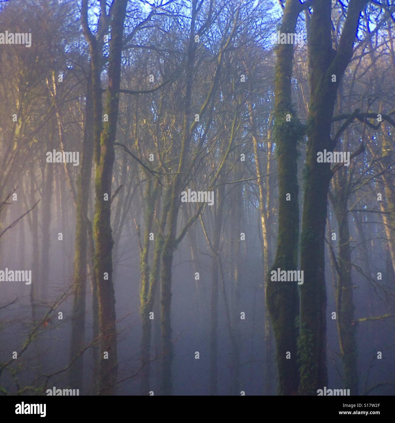 Misty tree trunks, dawn, Forest Park, Portland, Oregon - Smartphone Captured Stock Image