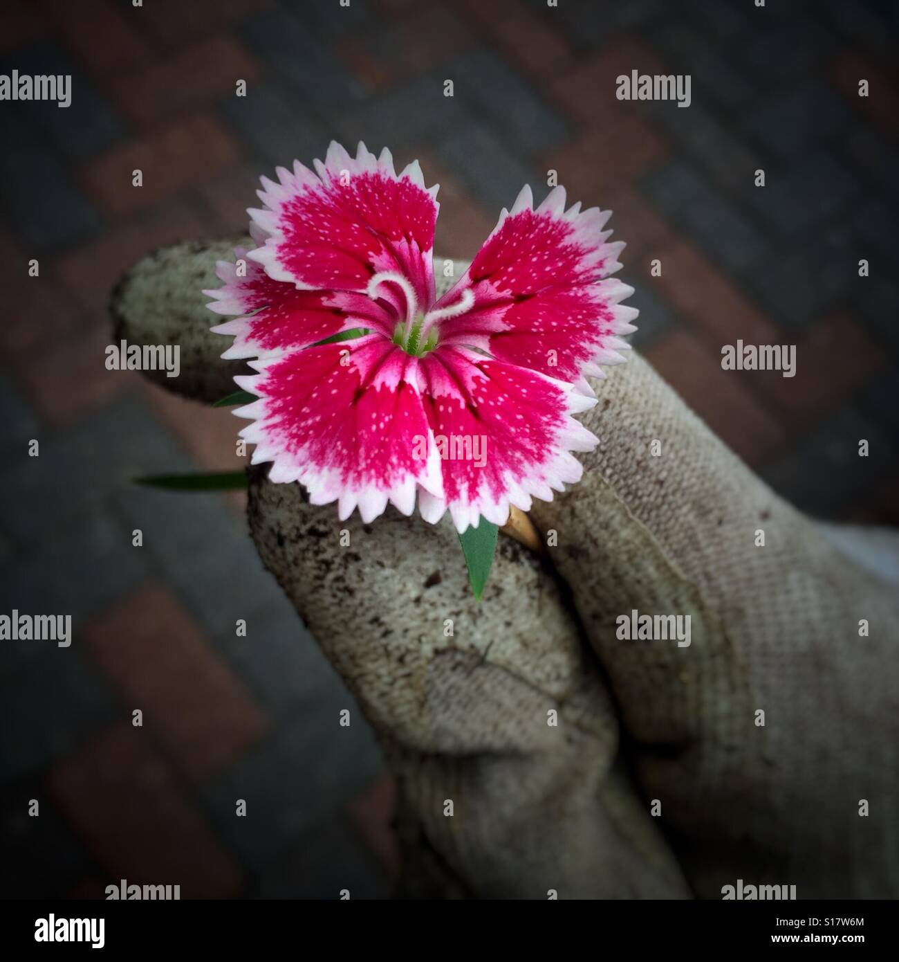 A flower from my landscaping job Stock Photo Alamy