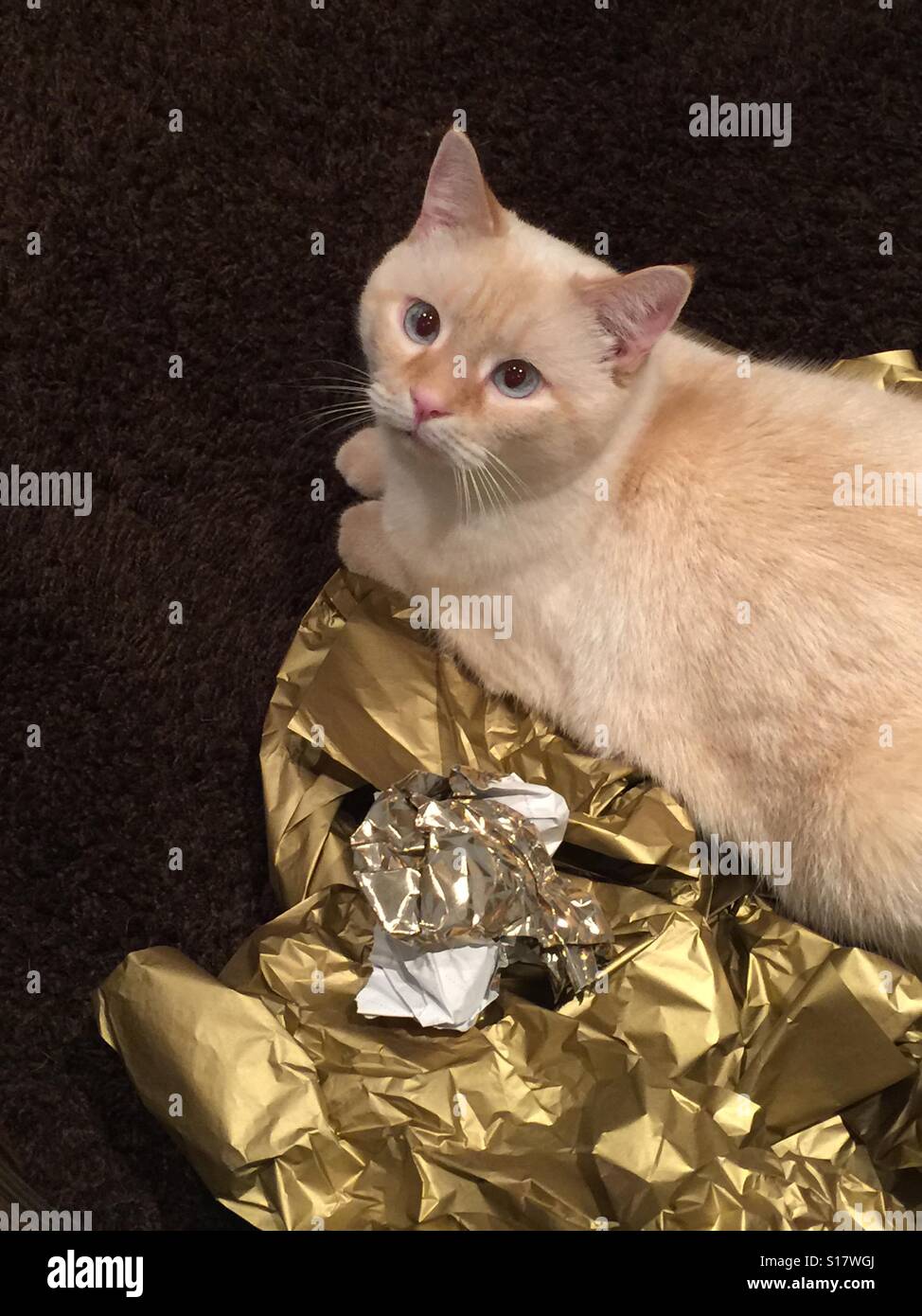 A white flamepoint Siamese cat is lying on gold wrapping paper Stock Photo