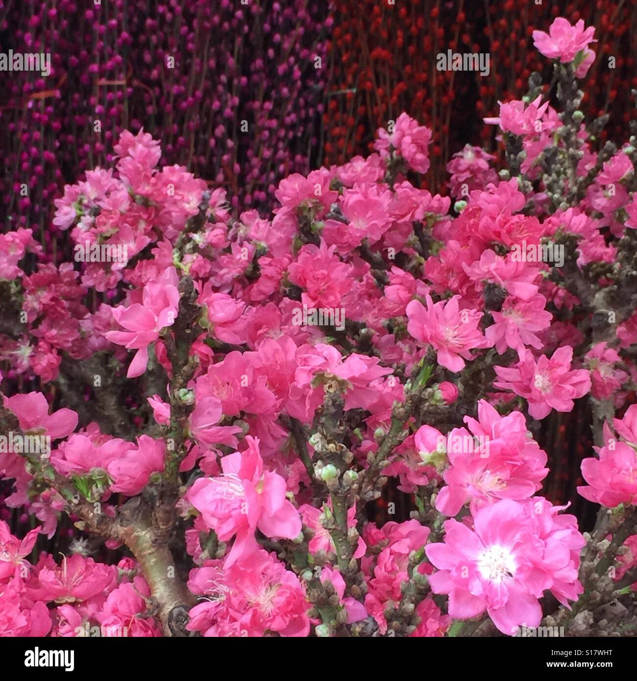chinese new year peach blossom meaning