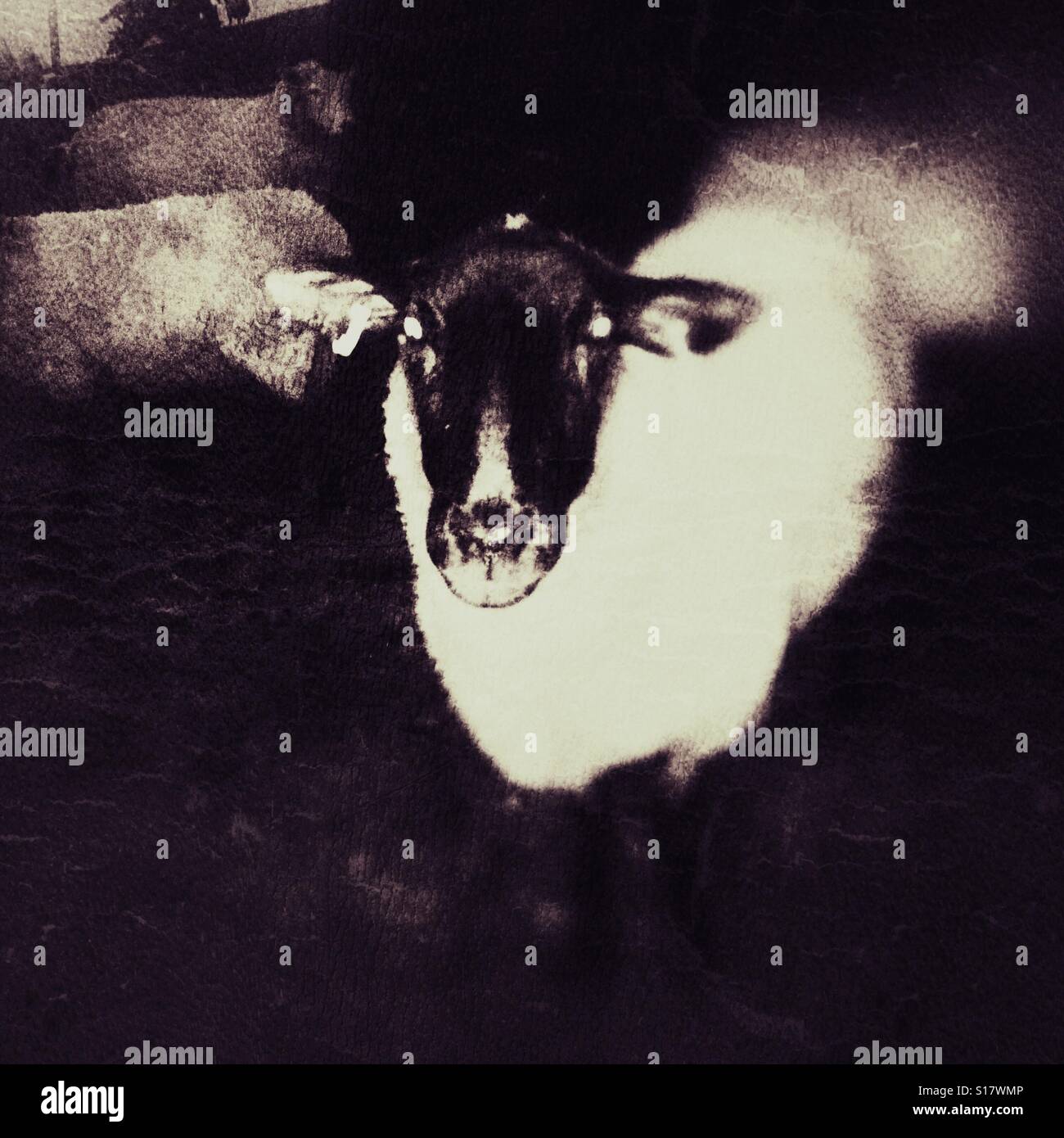 Sheep by night - Smartphone Captured Stock Image