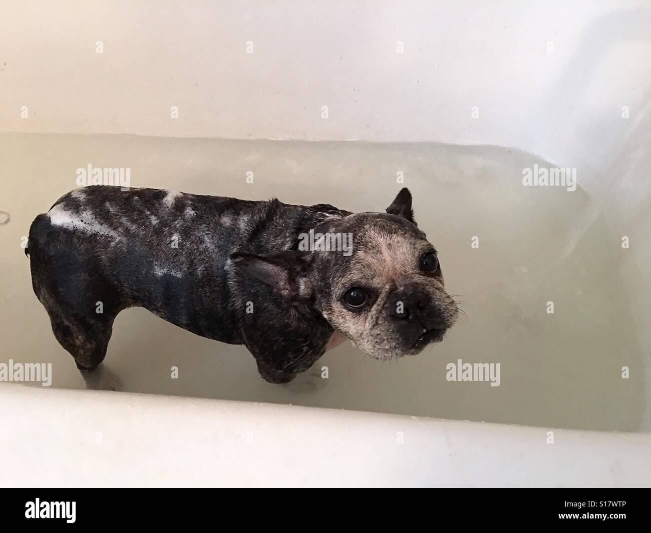 A French bulldog and a bathtub covered in suds. Stock Photo