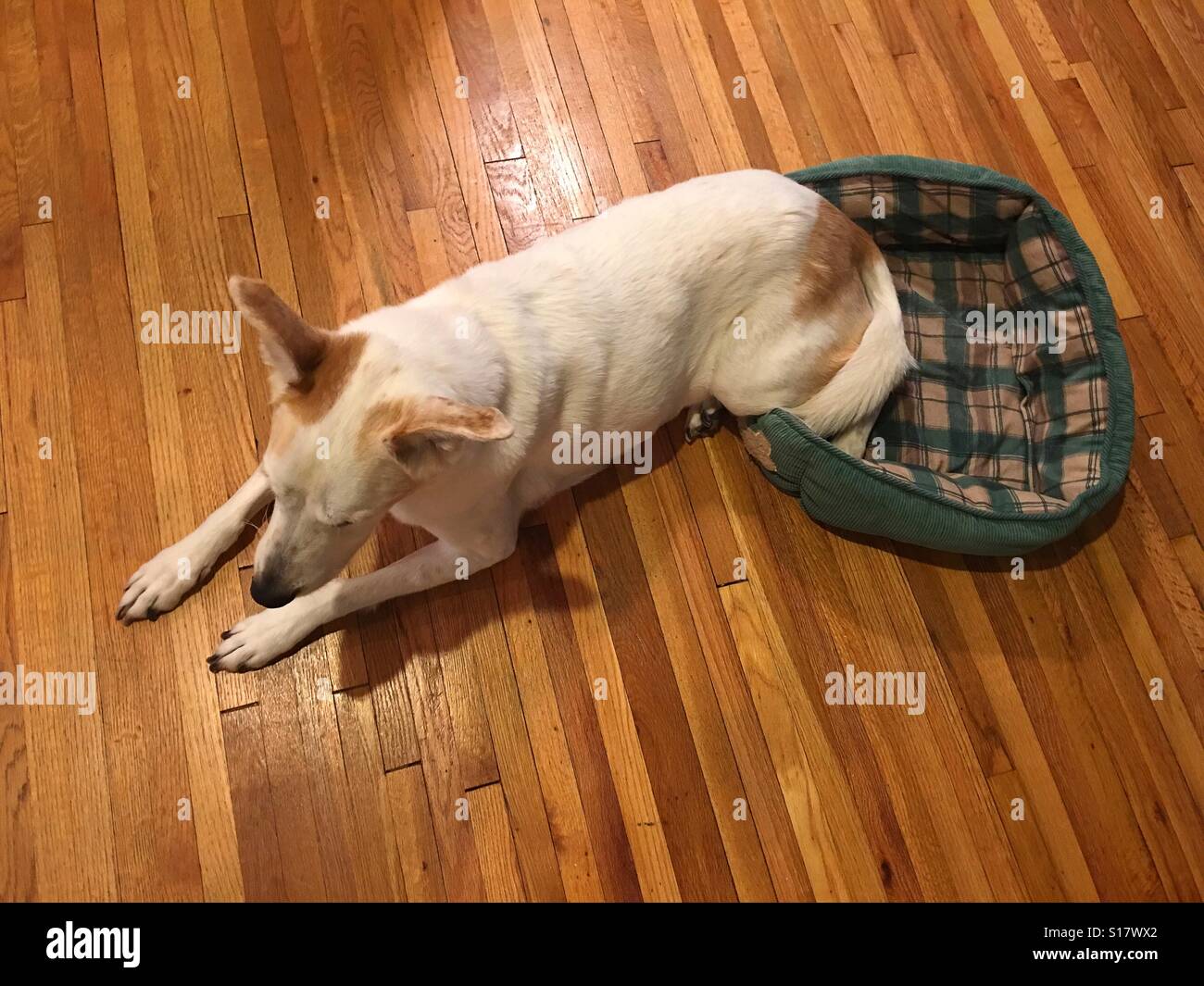 A big dog on a small bed Stock Photo Alamy