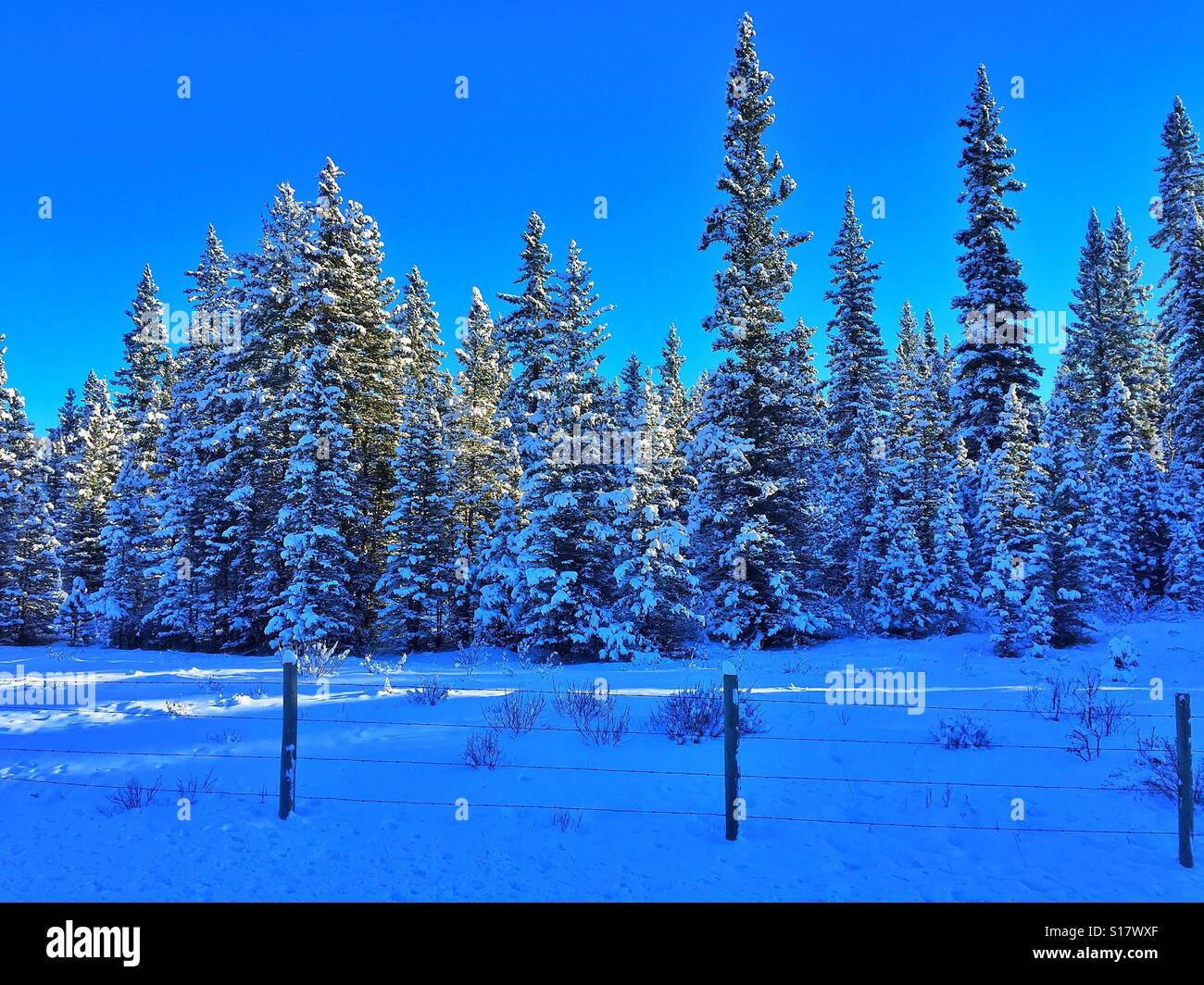 Snow covered evergreens and fence posts - Smartphone Captured Stock Image