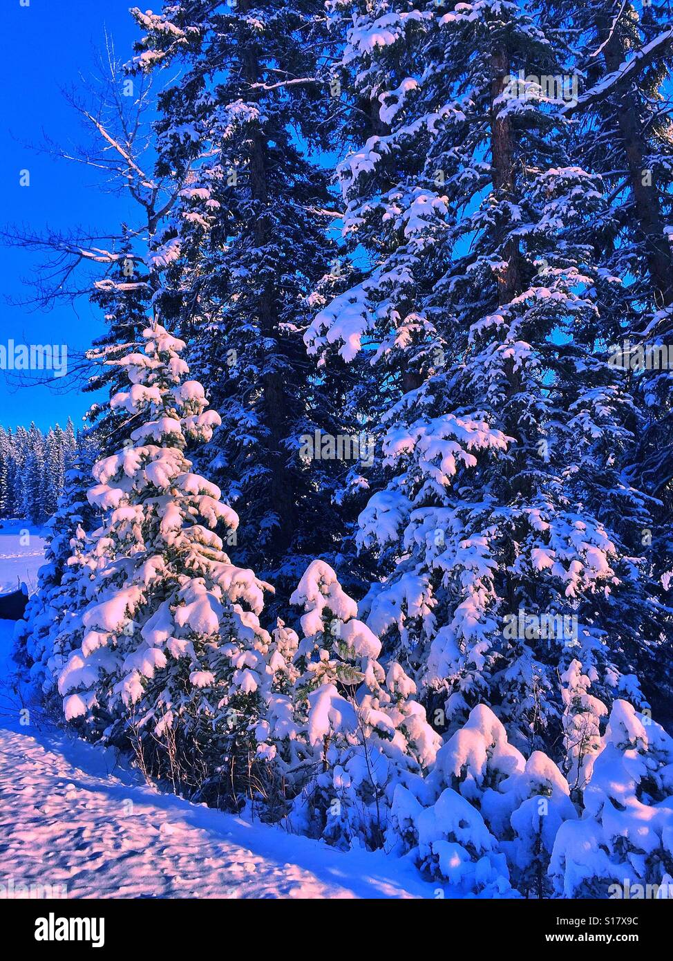 Snow covered evergreens on the banks of the Elbow River - Smartphone Captured Stock Image