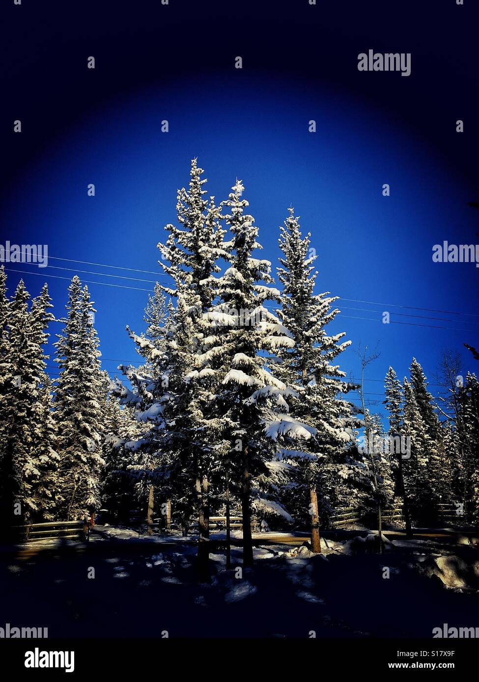 Snow covered evergreens, power line wires and wooden fences - Smartphone Captured Stock Image