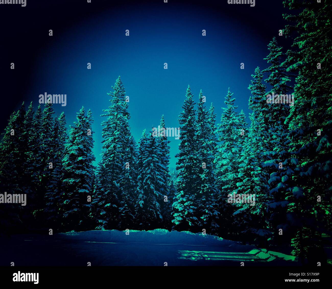 The Sentinels  - snow covered evergreens on a frosty day - Smartphone Captured Stock Image