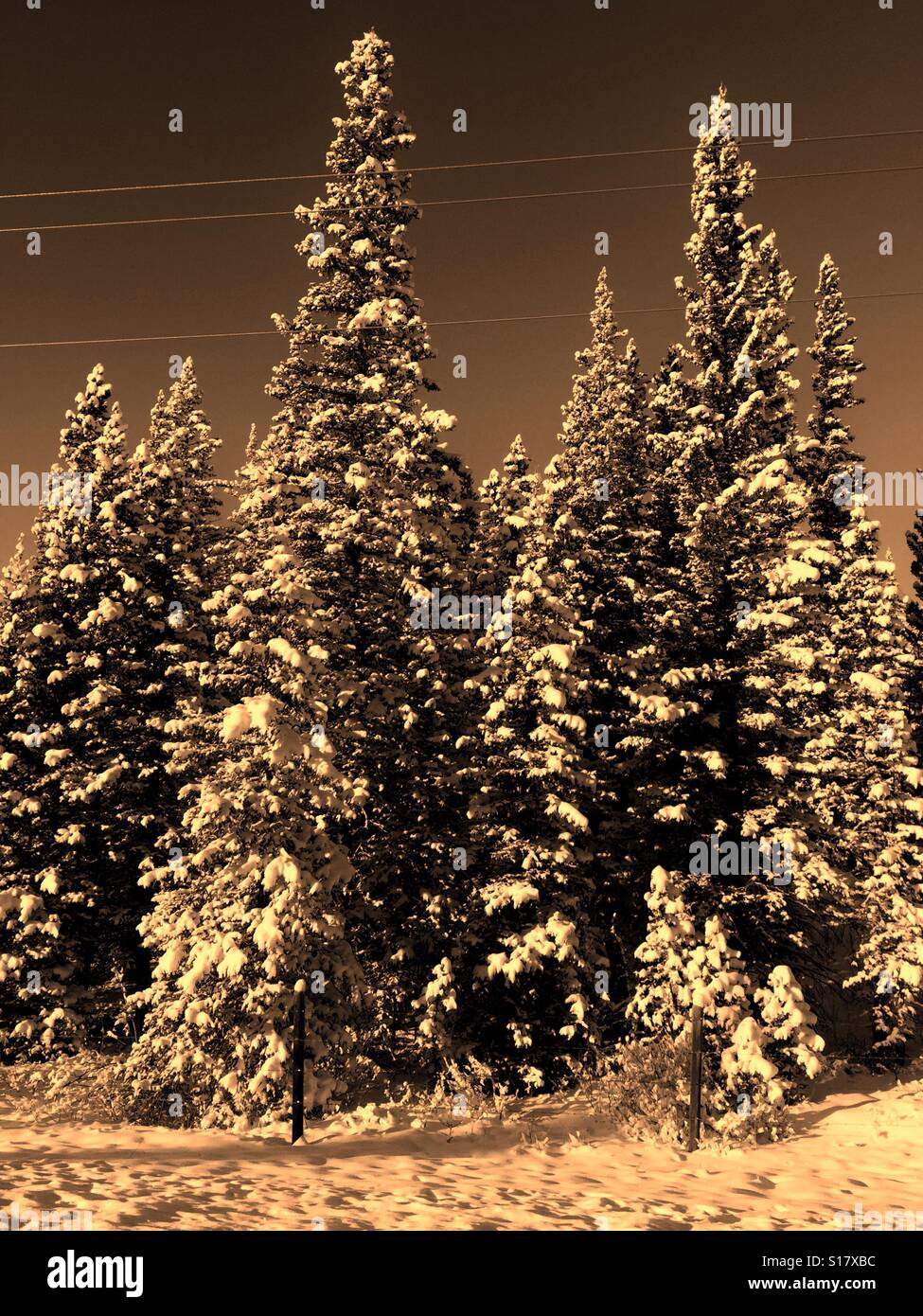 Sepia snow covered evergreens and power line wires - Smartphone Captured Stock Image