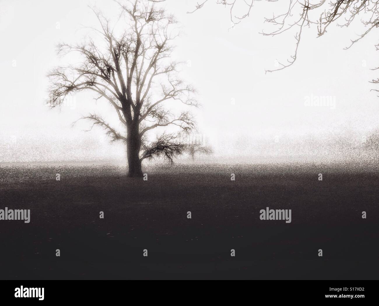 A single tree. - Smartphone Captured Stock Image