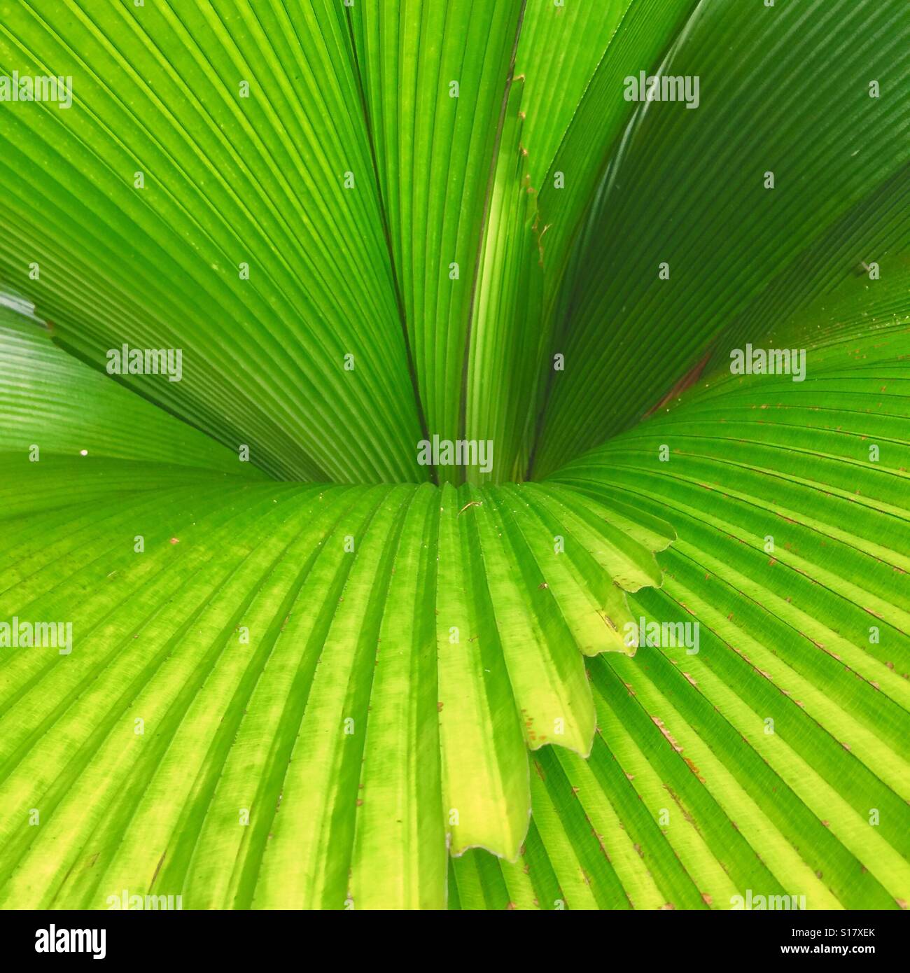 Palm leaf art hires stock photography and images Alamy