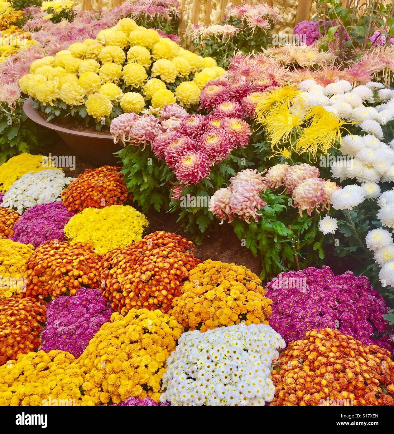 New Chrysanthemum High Resolution Stock Photography and Images - Alamy