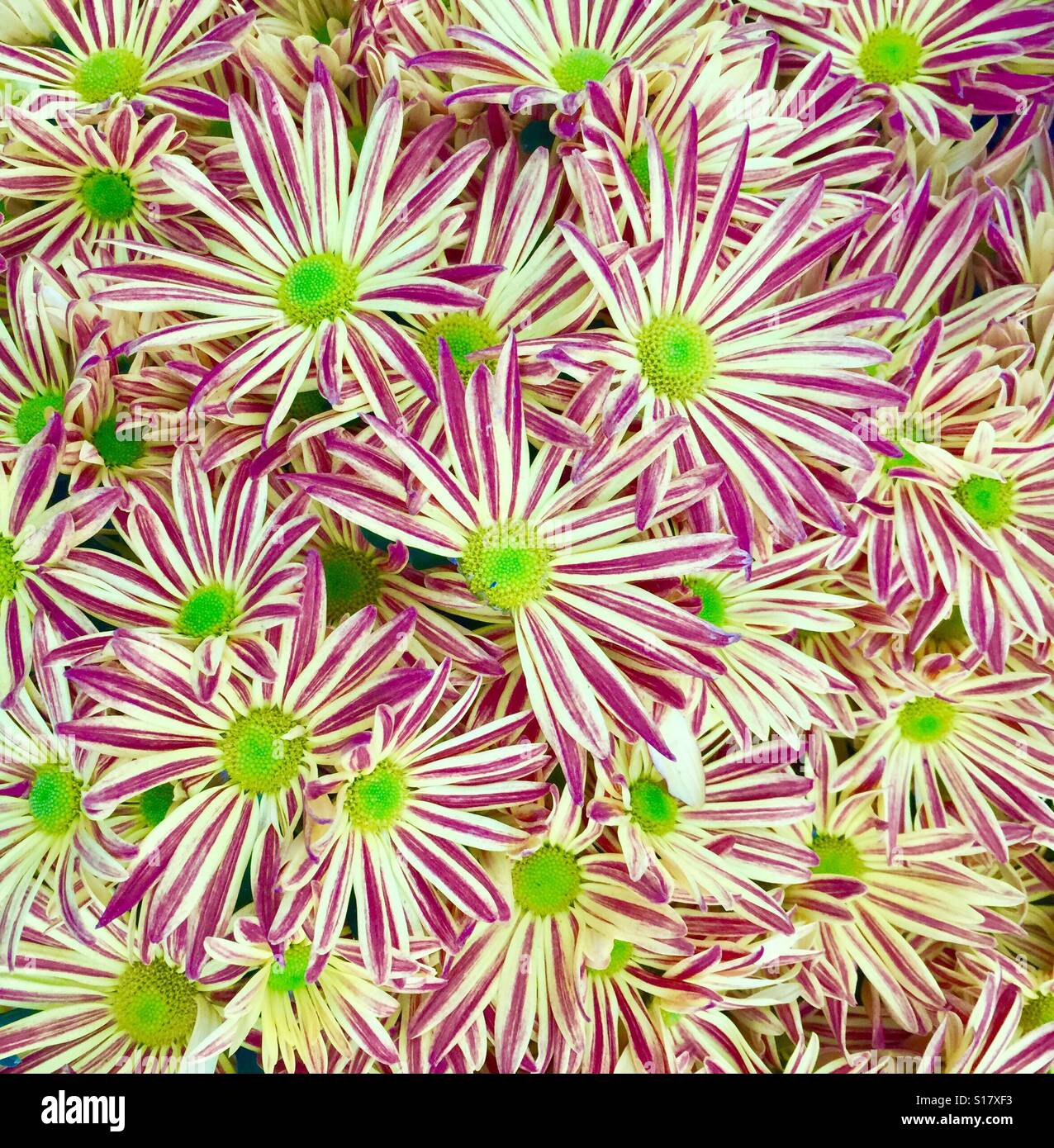 Clusters of Chrysanthemum flowers Stock Photo Alamy