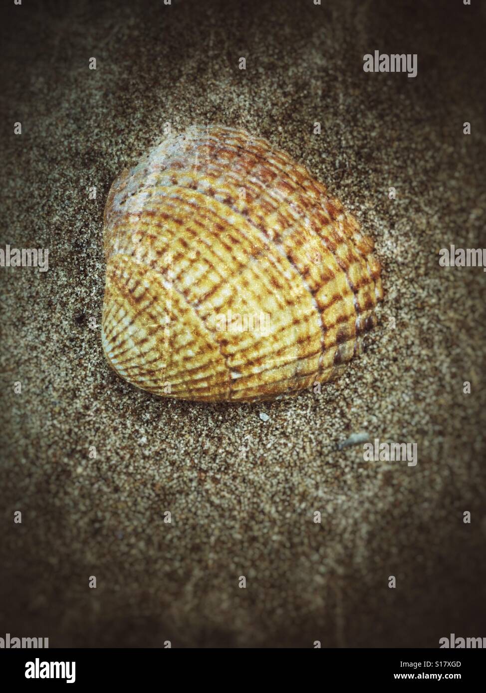 English beach shells hi-res stock photography and images - Alamy