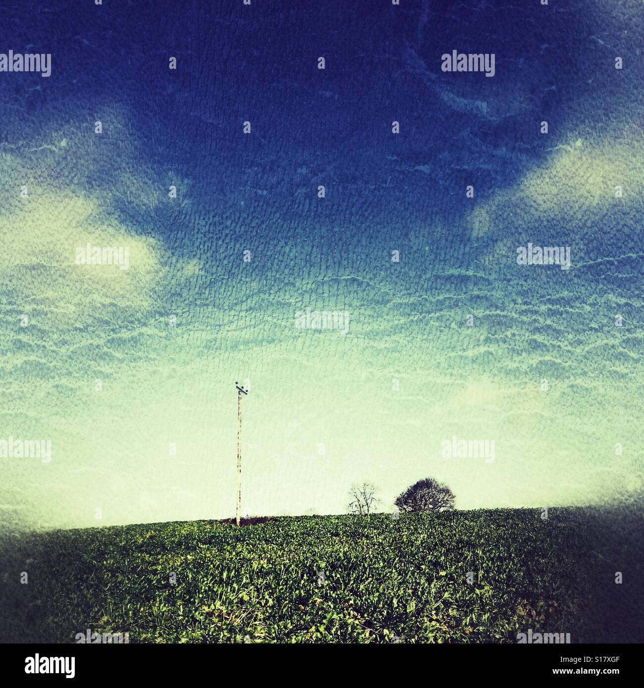 Winter root crops swedes growing in Herefordshire UK - Smartphone Captured Stock Image