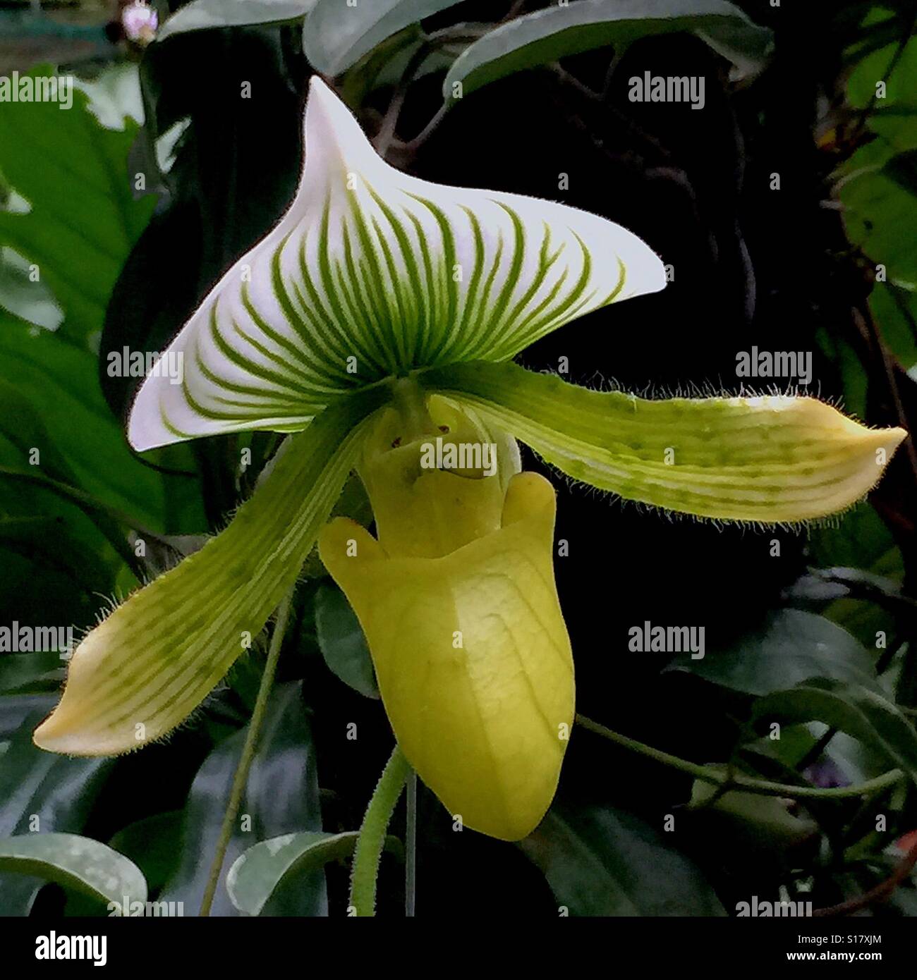 Paphiopedilum Maudiae Green - Singapore National Orchid Garden orchid collection at the Singapore Botanic Garden, a UNESCO world heritage site Stock Photo