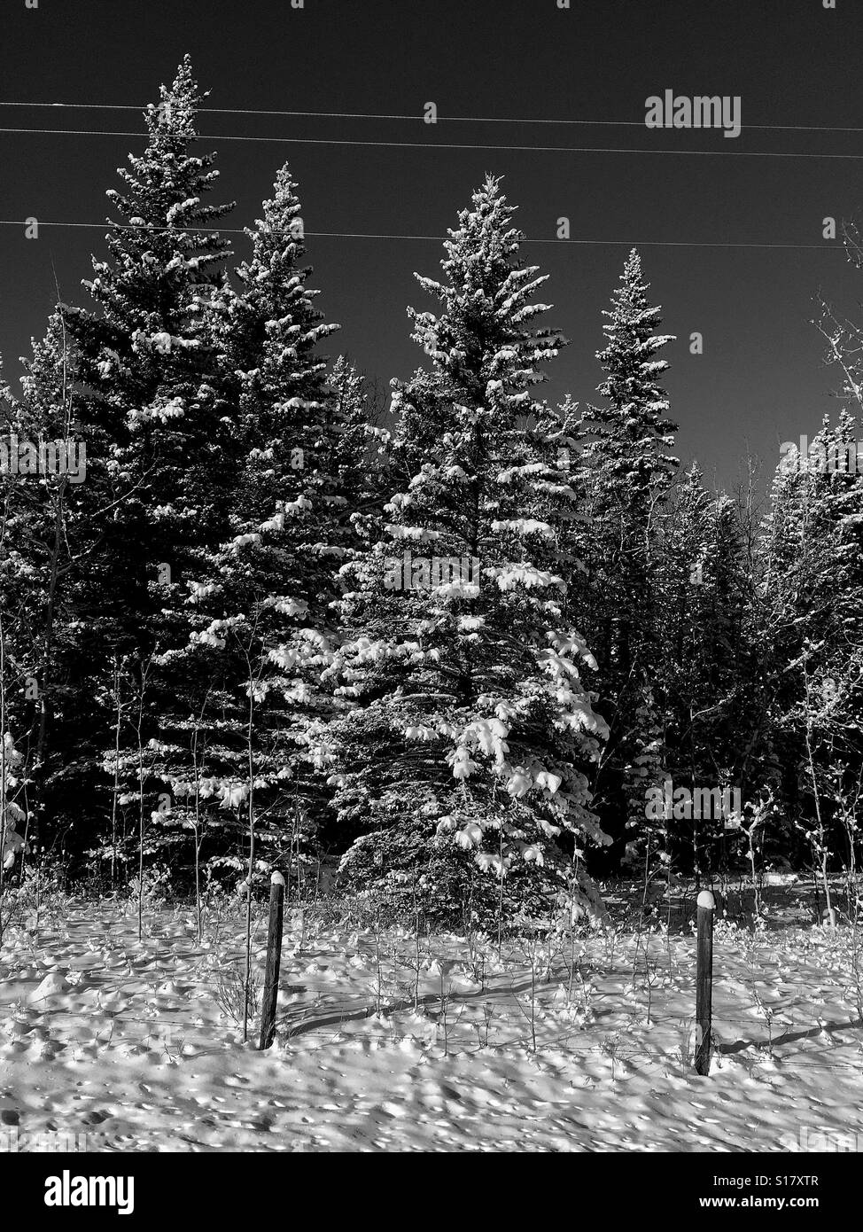 Snow covered power line and evergreens and snow capped fence posts - Smartphone Captured Stock Image