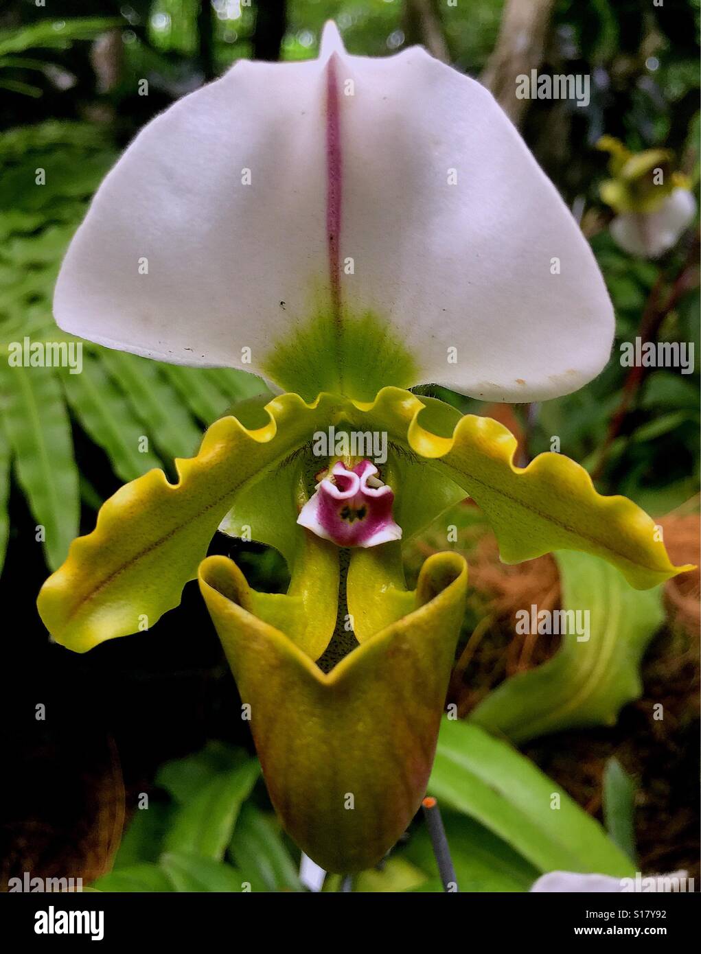 Paphiopedilum spicerianum, Singapore National Orchid Garden orchid collection at the Singapore Botanic Gardens Stock Photo