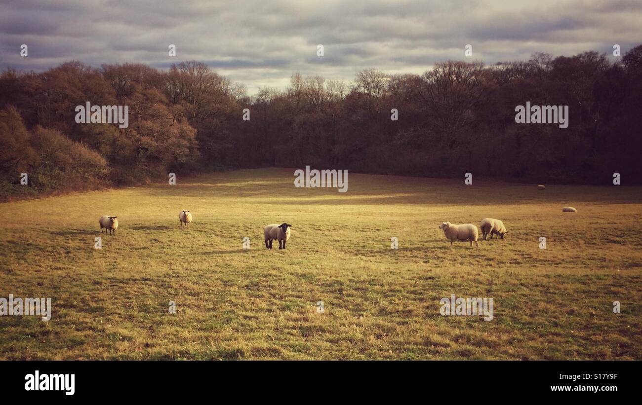 Sheep in a field in Winter sunlight - Smartphone Captured Stock Image