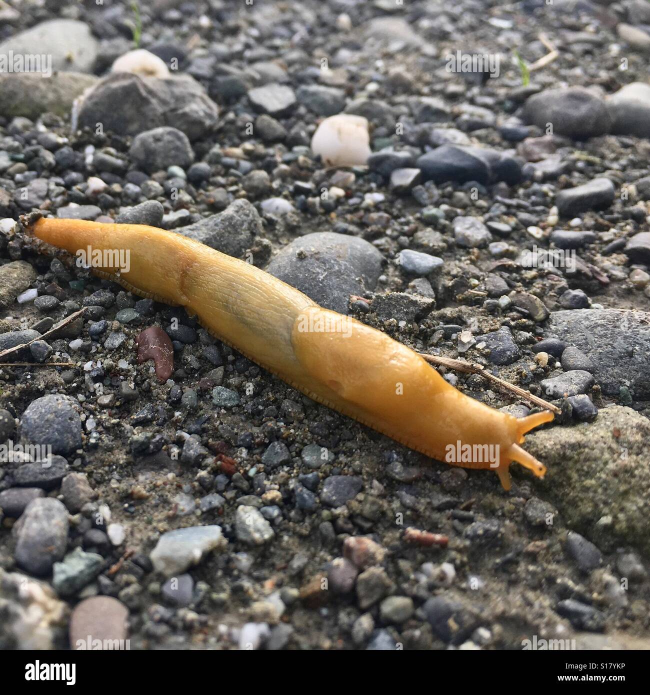 Banana Slug Stock Photo