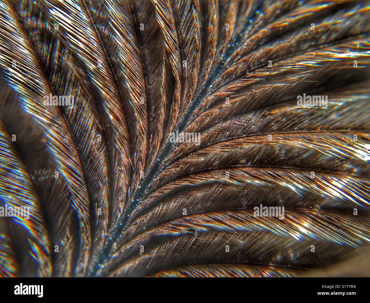 Feather, macro - Smartphone Captured Stock Image