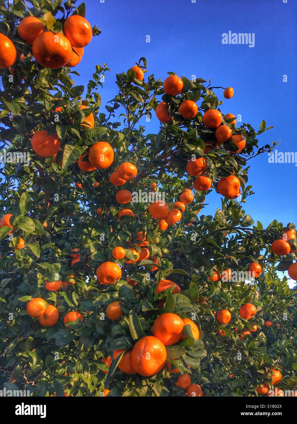 Valencia spain orange orchard hires stock photography and images Alamy