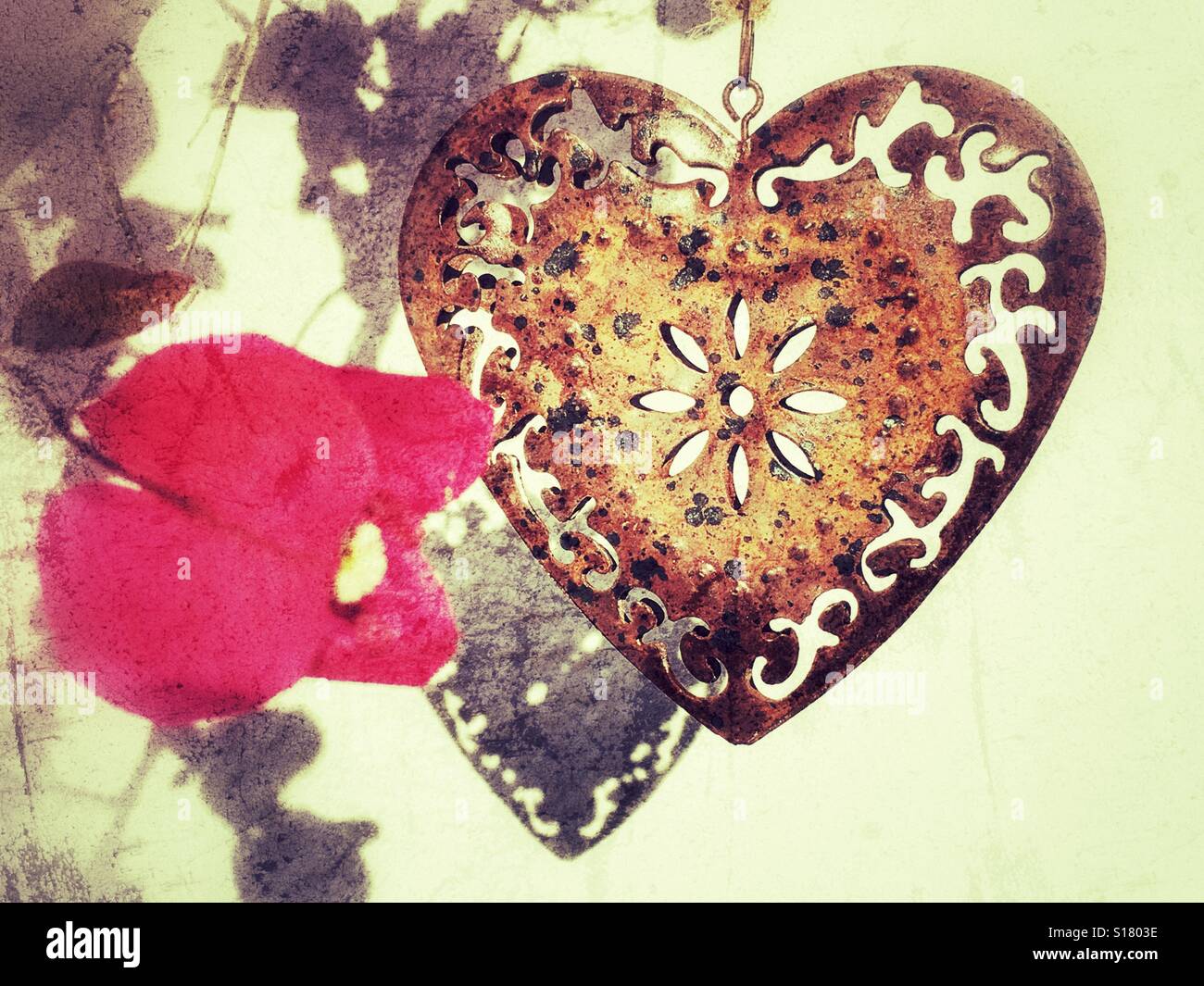 Love heart decoration hanging in a bougainvillea plant against a white wall - Smartphone Captured Stock Image
