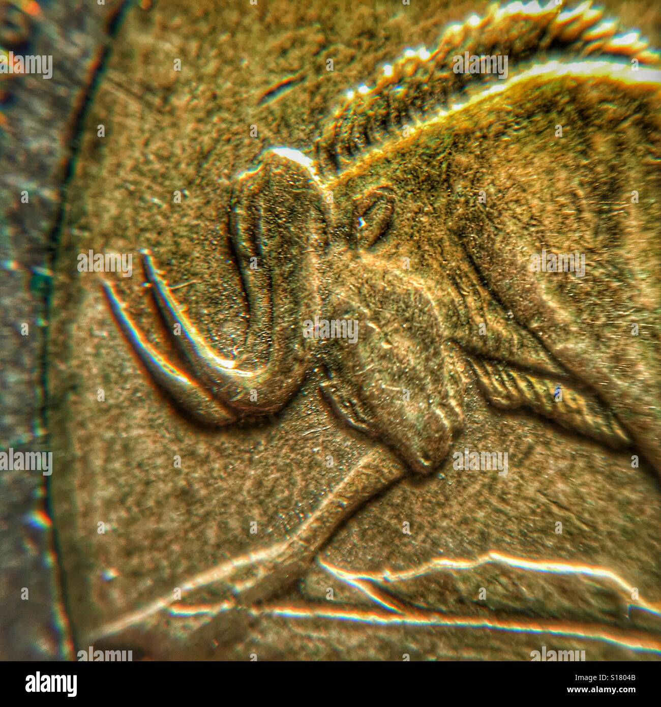 Detail of Black Wildebeest depicted on a 5 Rand coin from South Africa, dated 2009 Stock Photo