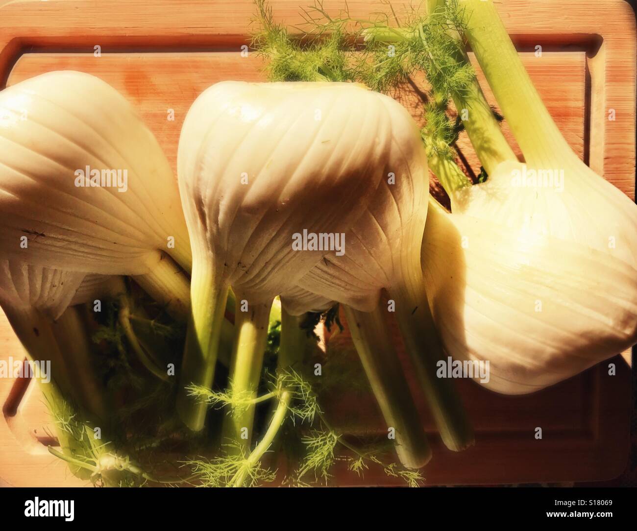 Fennels - Smartphone Captured Stock Image