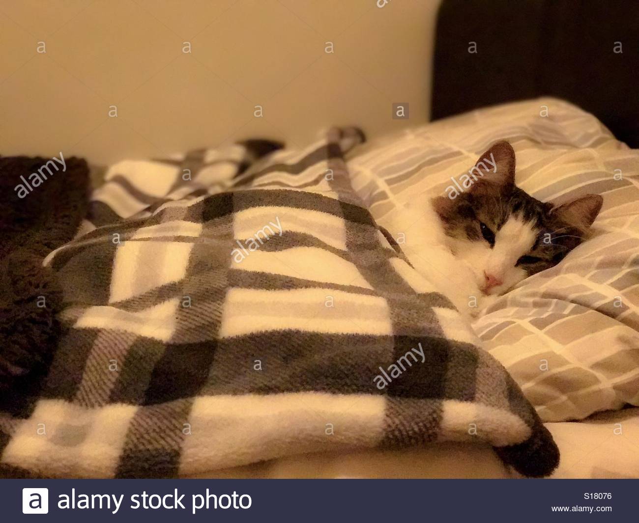 Good Night Kitty Stock Photo 310577098 Alamy