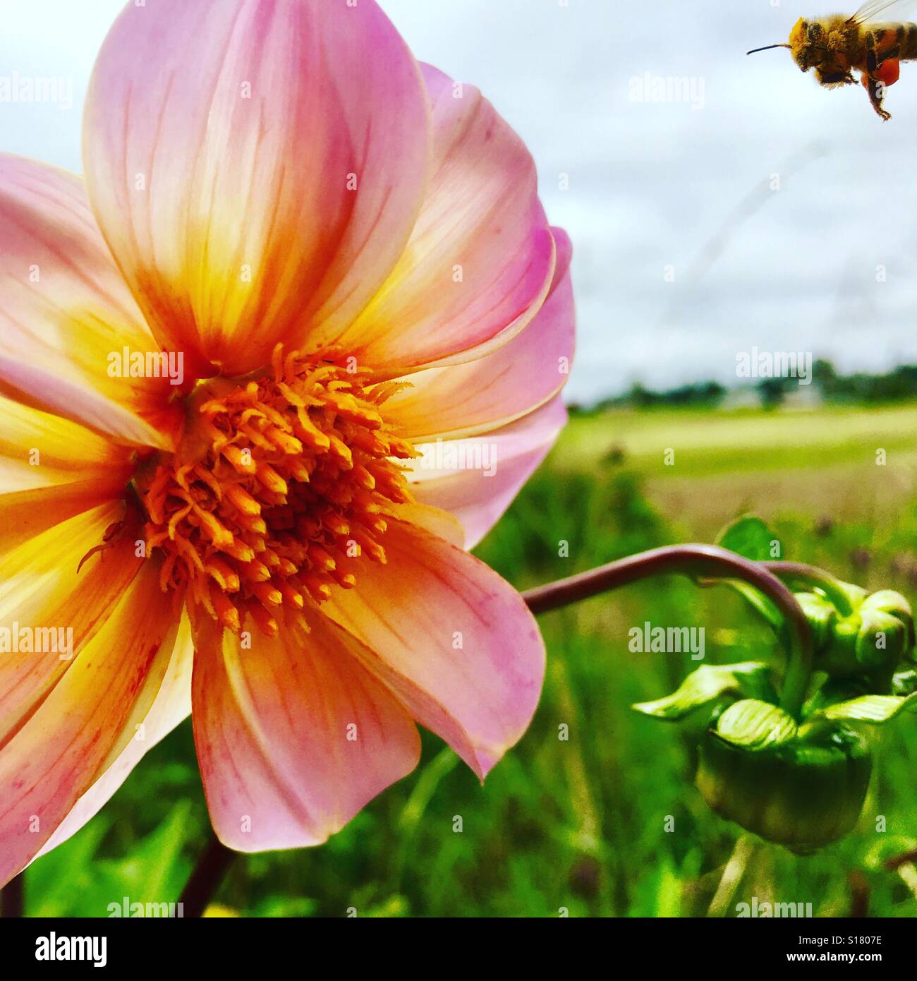 Dahlia Flowers and bee Stock Photo Alamy