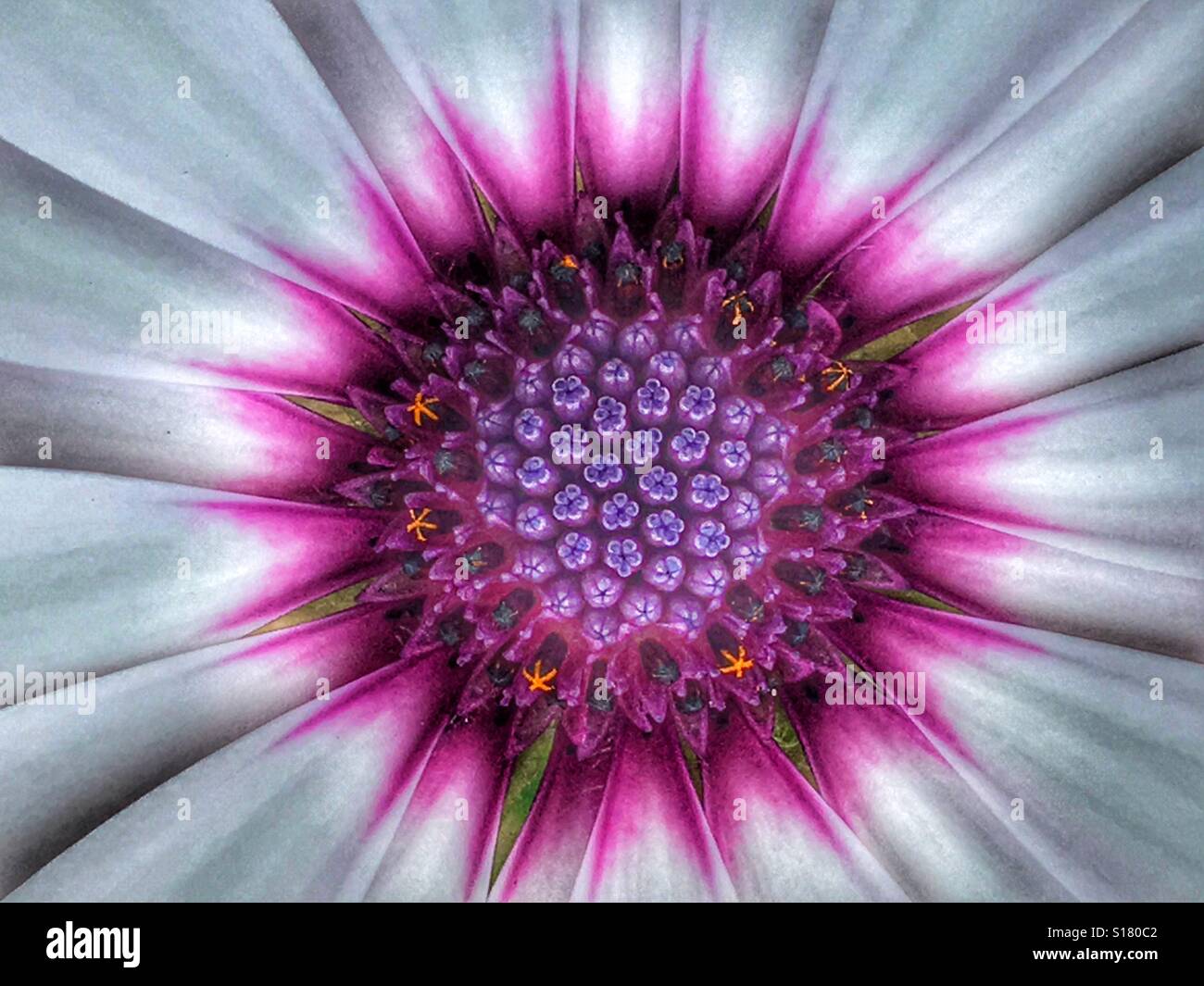 Osteospermum flower, detail - Smartphone Captured Stock Image