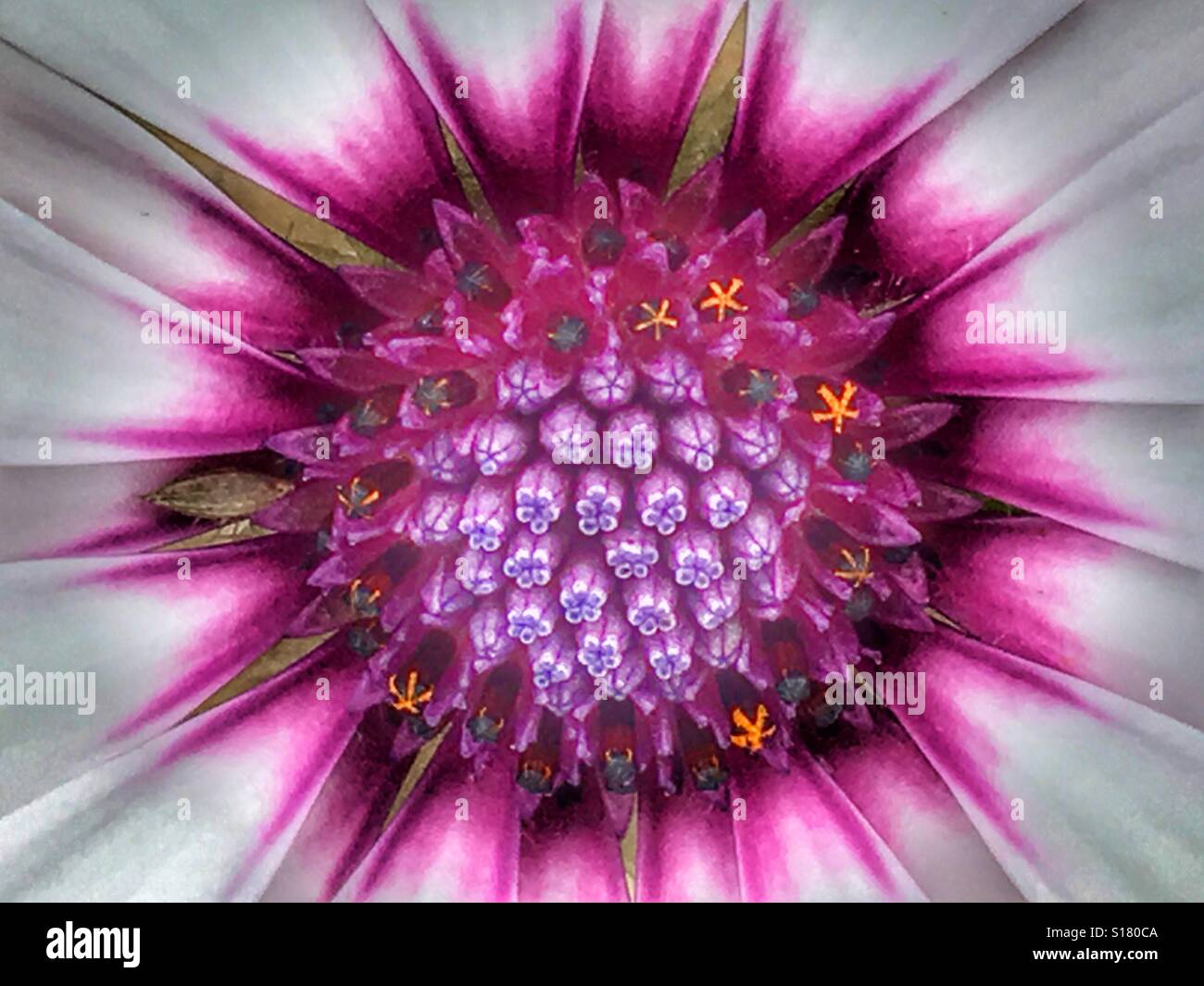 Osteospermum flower, detail - Smartphone Captured Stock Image