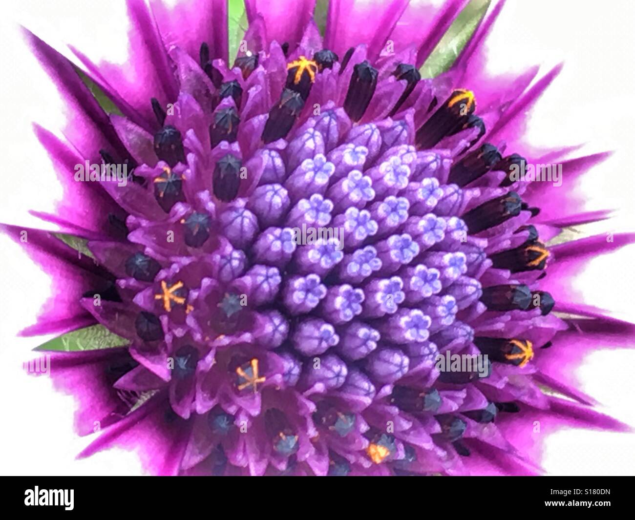 Osteospermum flower, detail - Smartphone Captured Stock Image