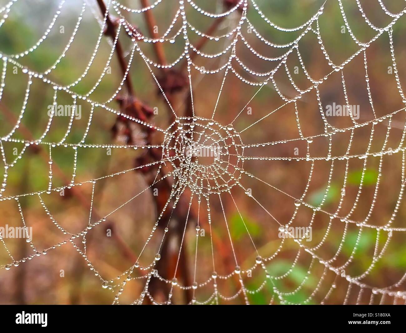 Spiders Web with morning dew Stock Photo