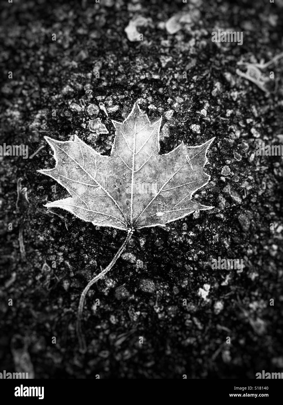 Frosted leaf hires stock photography and images Alamy