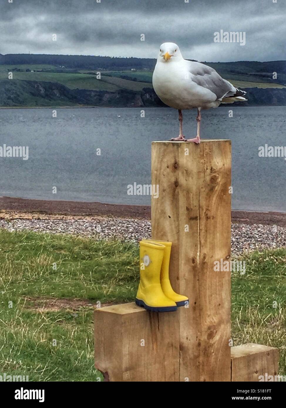 Forgotten wellies guarded by seagull - Smartphone Captured Stock Image