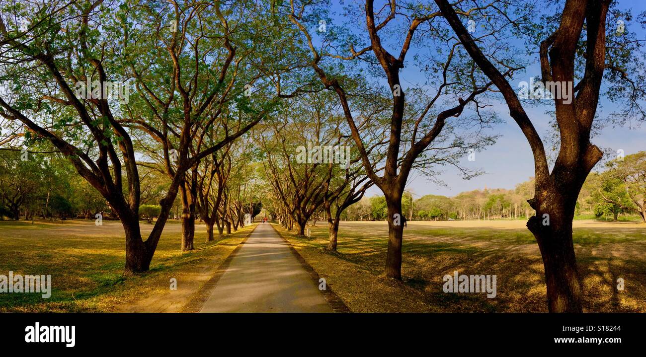 Rain trees in Si satchanalai Historical Park, Sukhothai province, Thailand Stock Photo