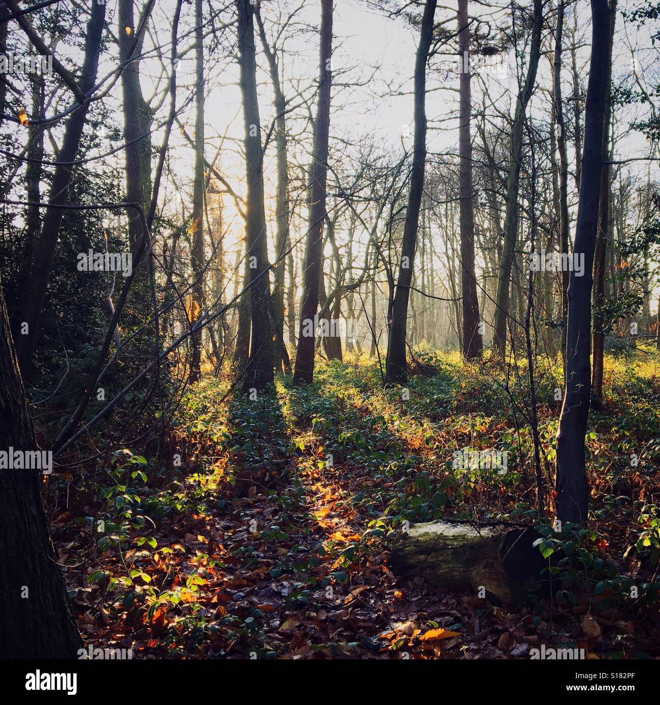 Winter sun in the woods - Smartphone Captured Stock Image