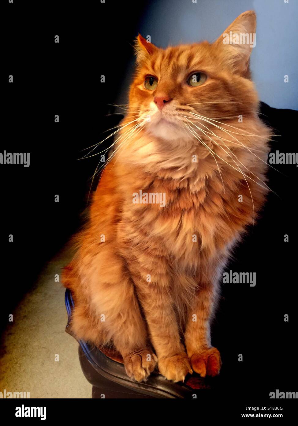 Ginger tom cat sitting upright in an elegant pose Stock Photo