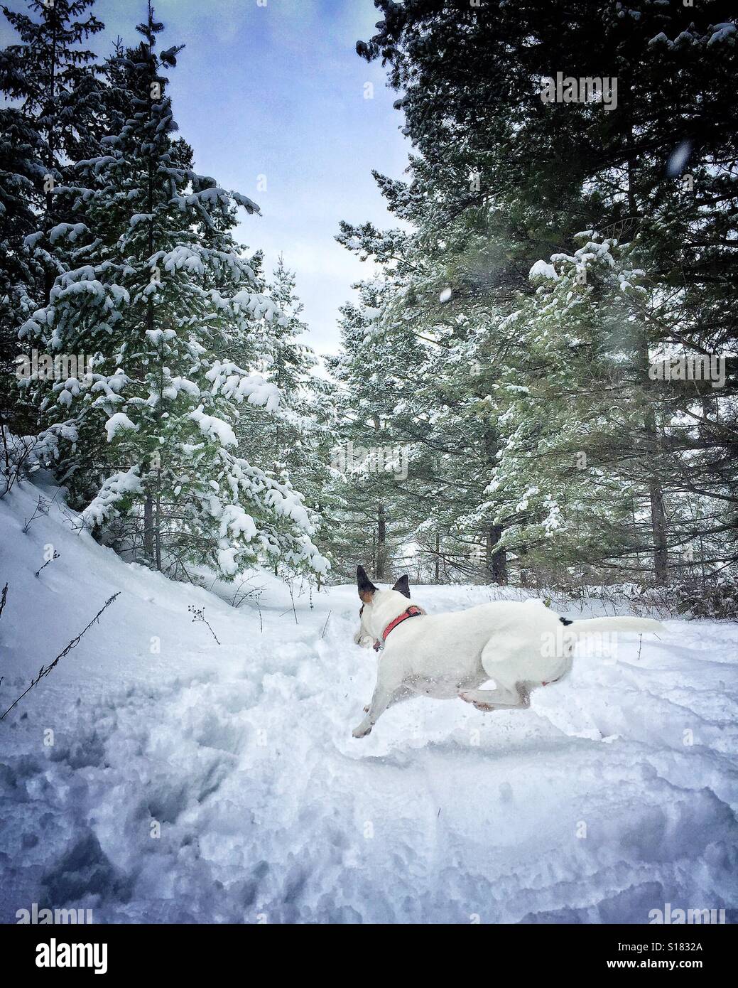 Small white dog leaping in the fresh snow amongst snow covered trees. Vignette edit. - Smartphone Captured Stock Image