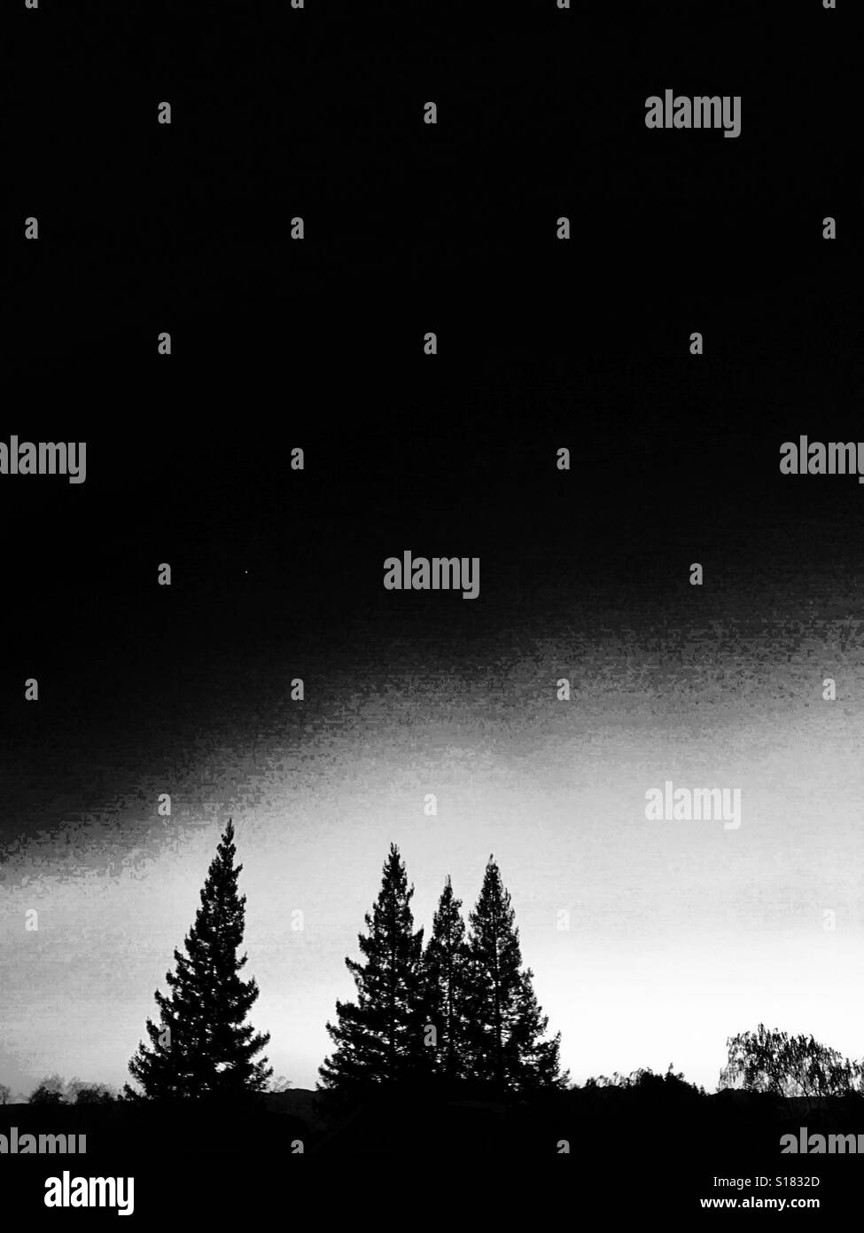 Eveming skyscape over redwoods, in black and white - Smartphone Captured Stock Image
