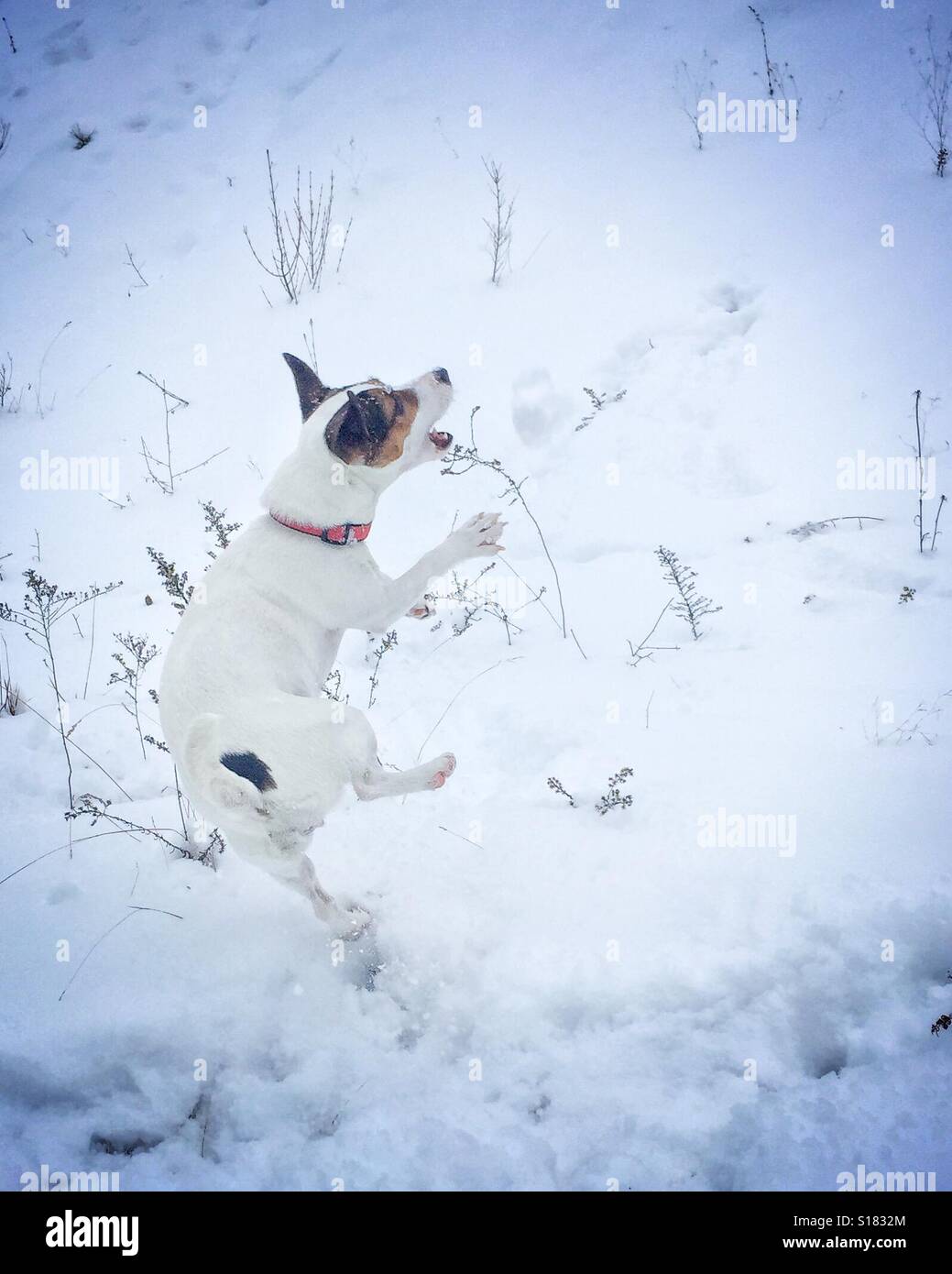 Dog jumping in the air while catching a snow ball. Vignette edit. - Smartphone Captured Stock Image