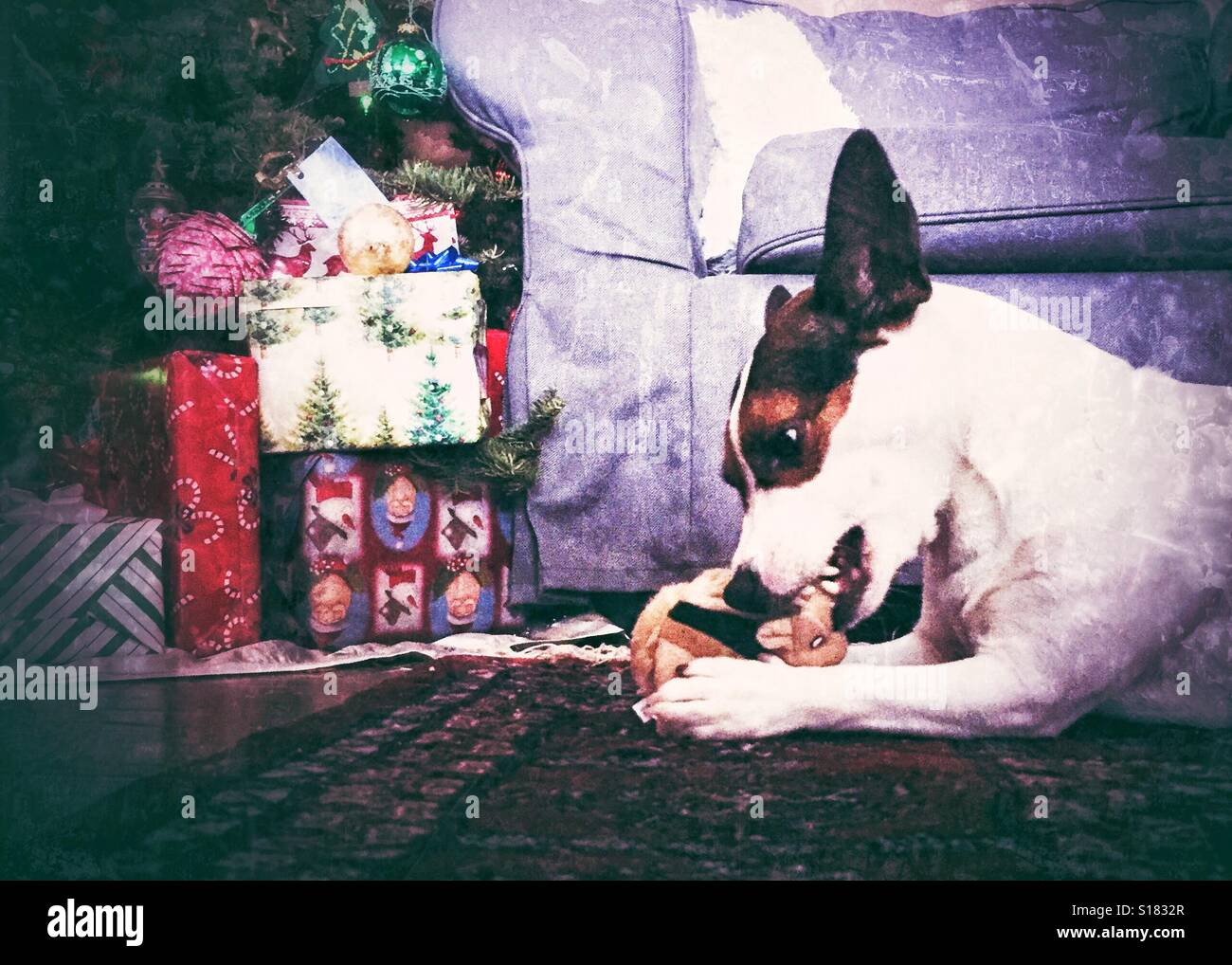 Dog chewing on a dog toy with Christmas presents in the background. - Smartphone Captured Stock Image