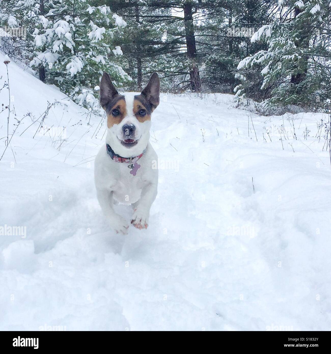 Dog happily running towards the camera in a snowy forest. Square crop. - Smartphone Captured Stock Image