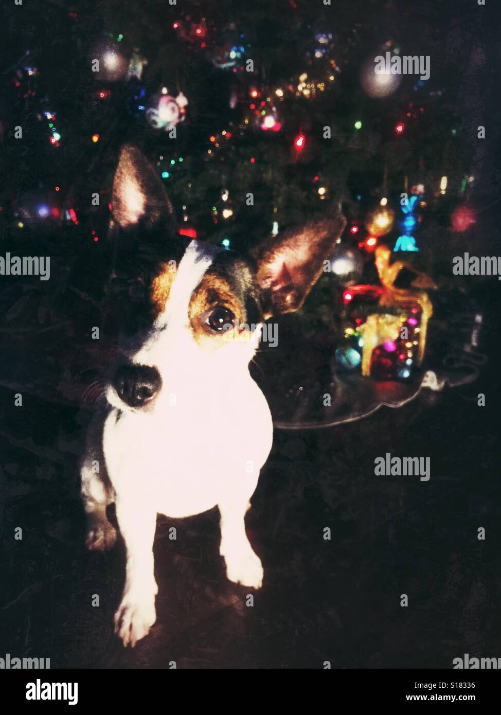 Jack Russell Terrier dog sitting in front of a Christmas Tree and looking at the camera. - Smartphone Captured Stock Image