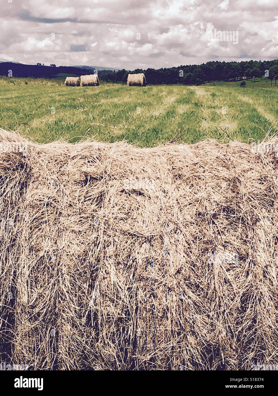 Hay bales in the field Stock Photo Alamy