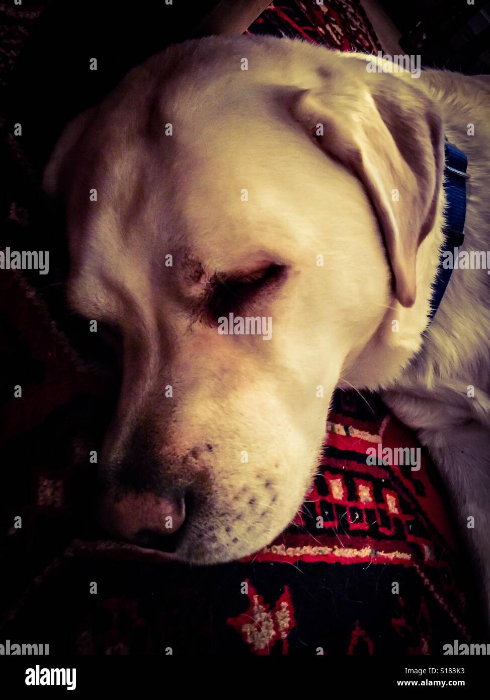 Sweet slumber - Smartphone Captured Stock Image