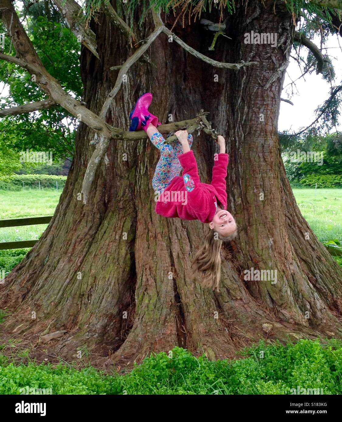 Girls climbing a big tree Stock Photo Alamy